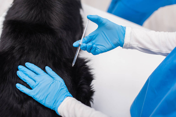 Обрезанный вид ветеринара в латексных перчатках, делающего вакцинацию пограничного колли в клинике  - Фото, изображение
