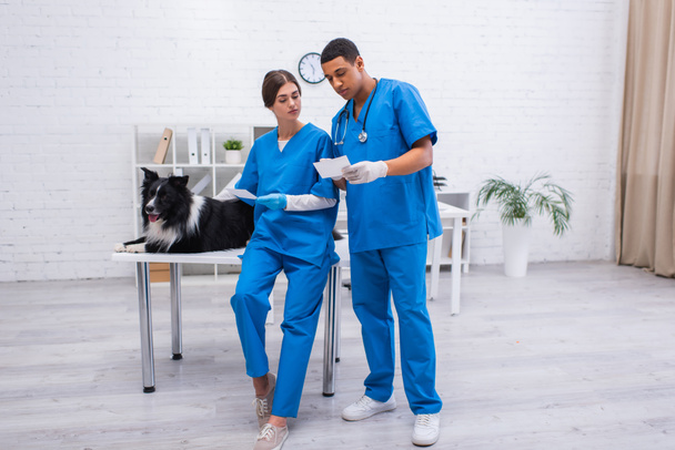 Interracial veterinarians looking at scans near border collie in clinic  - Foto, Bild