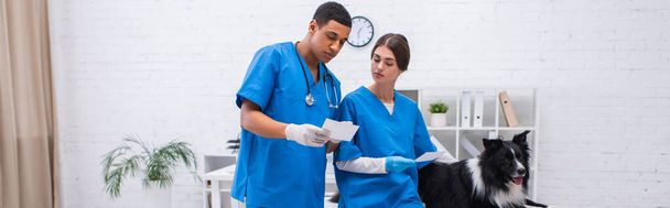 Multiethnic doctors in latex gloves holding scans near border collie in clinic, banner  - Foto, Imagem