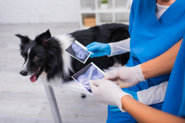 Cropped view of multiethnic vet doctors holding ultrasound scans near blurred border collie in clinic  - Fotó, kép