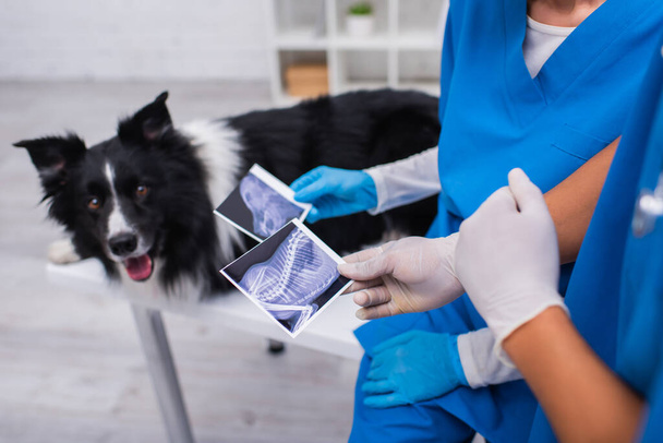 Cropped view of multiethnic doctors holding ultrasound scan of dog near border collie in clinic  - Fotografie, Obrázek