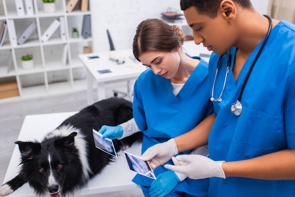 Interracial vet doctors holding ultrasound scans near border collie dog in clinic  - Foto, afbeelding