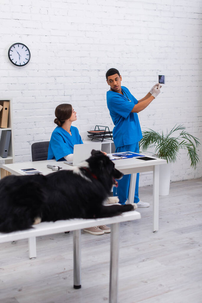 African american doctor pointing at ultrasound scan near colleague and blurred border collie in clinic  - Фото, изображение