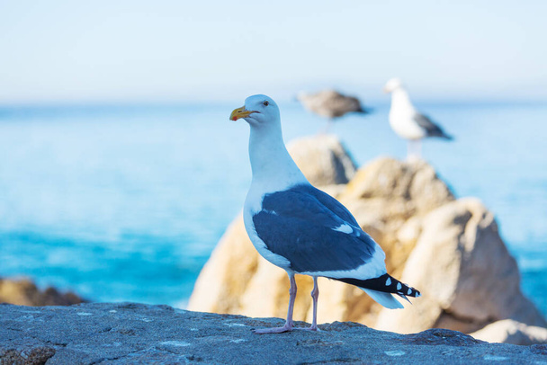 Sea gull on blue background - Φωτογραφία, εικόνα