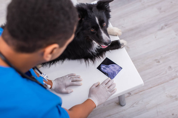 Overhead view of african american vet doctor looking at ultrasound scan near border collie in clinic  - Фото, изображение