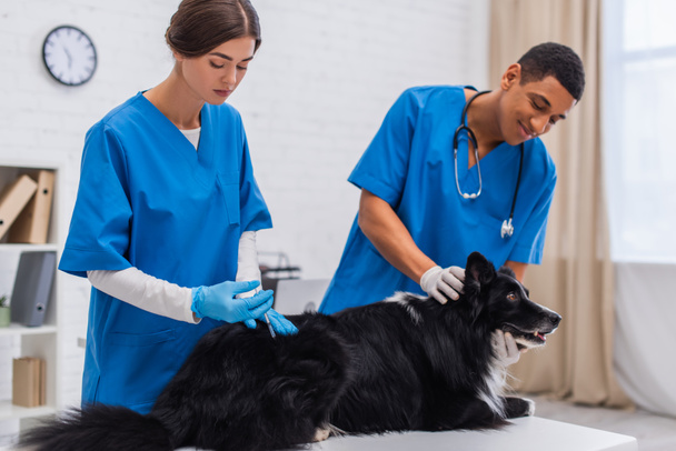 Doctor doing vaccination of border collie near blurred african american colleague in clinic  - Photo, image