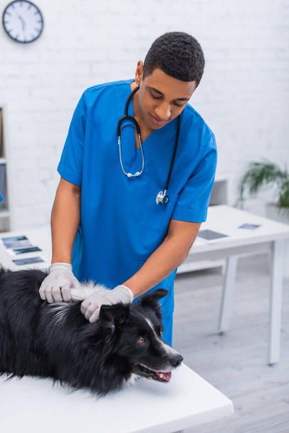 African american vet doctor in latex gloves examining border collie in clinic  - Photo, Image