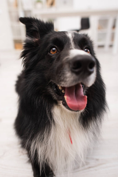 Close up view of furry border collie looking away in vet clinic  - Fotoğraf, Görsel