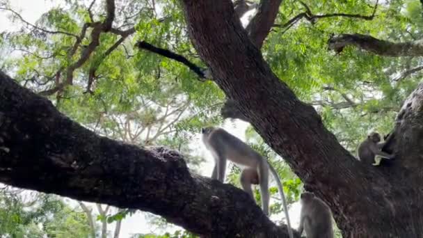 De aap is cool in de boom. Apen ontspannen overdag van de sfeer en verschuilen zich onder een schaduwrijke boom. Wilde dieren worden vrijgelaten en vermengd met bezoekers. videoclips voor beeldmateriaal. - Video