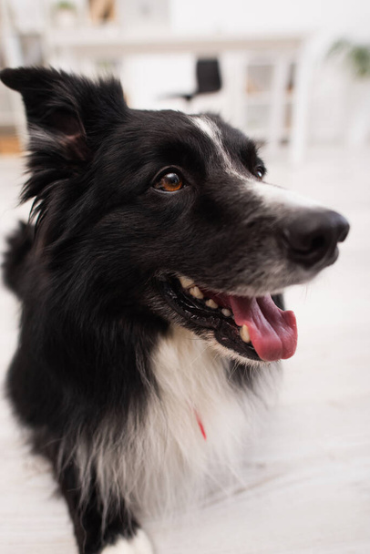 Portrait of border collie dog in vet clinic  - Fotó, kép