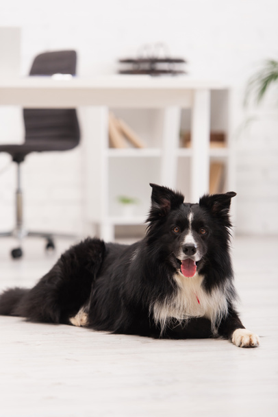 Border collie looking at camera on floor in vet clinic  - Foto, afbeelding