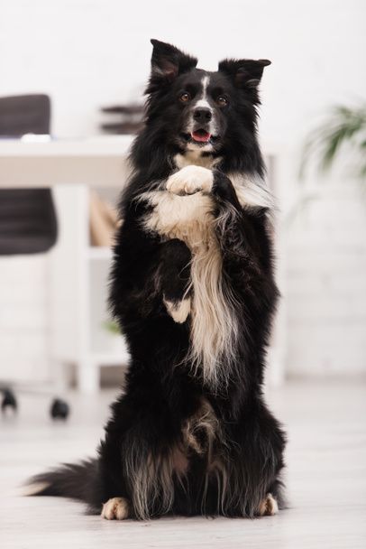 Border collie dog posing in vet clinic  - Zdjęcie, obraz