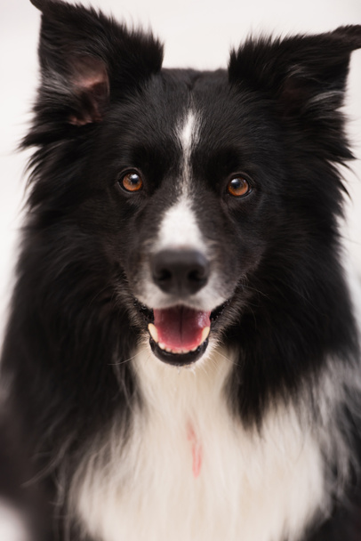 Portrét hraniční kolie při pohledu na kameru na veterinární klinice  - Fotografie, Obrázek