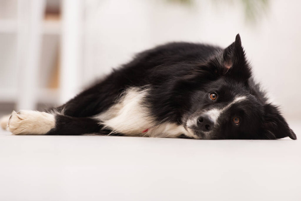Surface level of border collie looking at camera while lying on floor in vet clinic  - Foto, immagini
