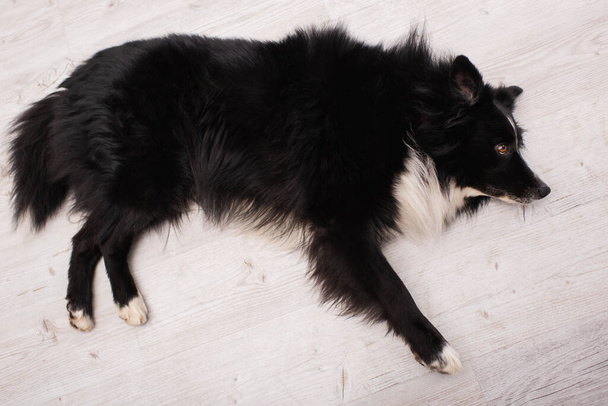 Top view of border colie dog lying on floor in vet clinic  - Fotoğraf, Görsel
