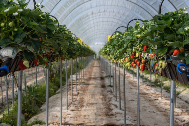 France, Gironde, May 2022: Strawberries growing under green houses in South West France - Фото, изображение