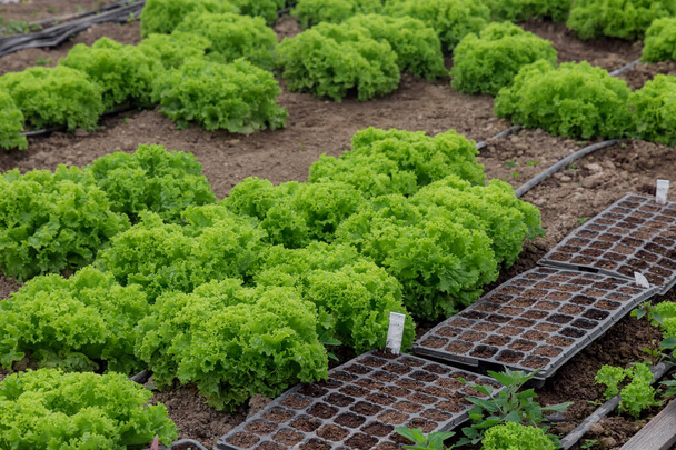 Green lettuce seedlings growing in a cell tray. - Foto, Bild