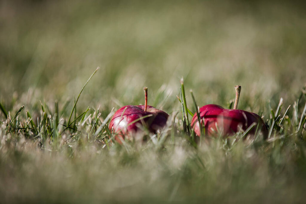Beautiful shot of an apple put on a grass during the day - Fotoğraf, Görsel