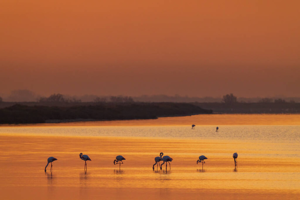 Flamingo in Parc Naturel regional de Camargue, Prowansja, Francja - Zdjęcie, obraz