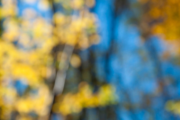 фон боке жовте листя на фоні блакитного неба
 - Фото, зображення