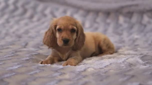 Açık oturan genç köpek yavrusu safkan İngiliz yavru - Video, Çekim