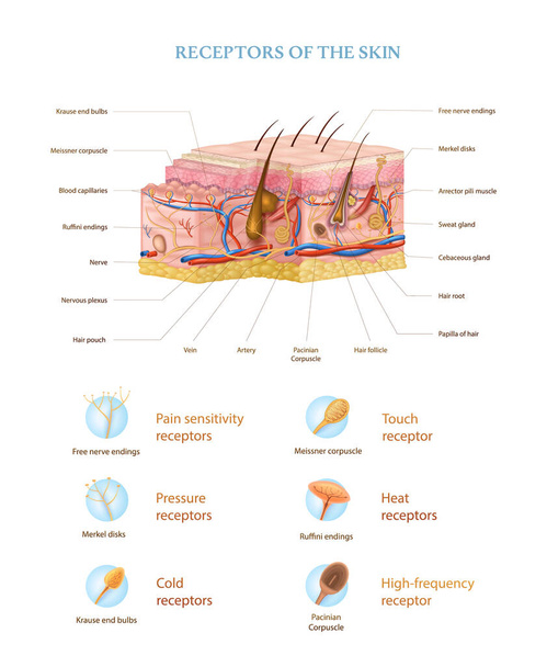 Анатомія шкіри людини реалістична інфографіка зі структурою шарів та типами рецепторів Векторні ілюстрації
 - Вектор, зображення