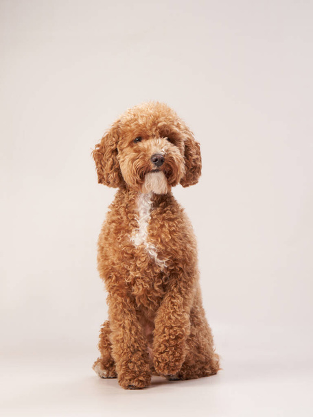 poodle on a beige background. Portrait of a funny pet in the studio - Foto, Imagen