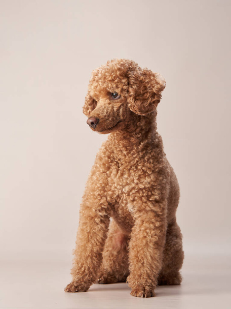 poodle on a beige background. Portrait of a funny pet in the studio - Foto, Imagen