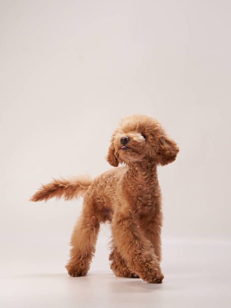 poodle on a beige background. Portrait of a funny pet in the studio - Fotó, kép