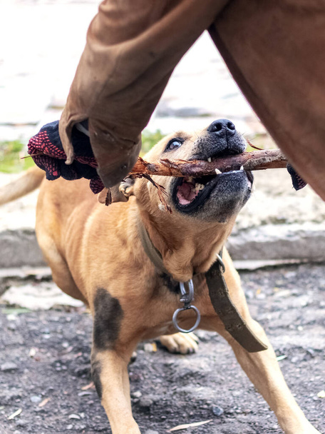 El perro de la raza pit bull terrier sostiene un palo en sus dientes durante el entrenamiento - Foto, imagen