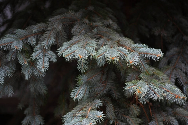 Densa rama verde grisácea del abeto de Colorado, Picea pungens. Árbol de Navidad. Fondo borroso. - Foto, Imagen
