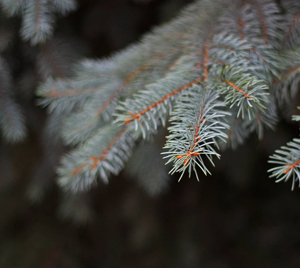 Branch of Colorado blue spruce on the dark background. White spruce, green spruce. Picea pungens. Pine family. Gray-green needles. Christmas tree. - Photo, Image