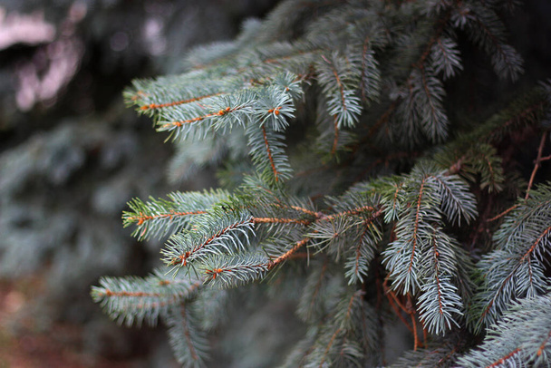 Colorado Blaufichte, Picea pungens, graugrüne Nadeln Hintergrund. Weißtanne, Grüntanne, Blaufichte. - Foto, Bild