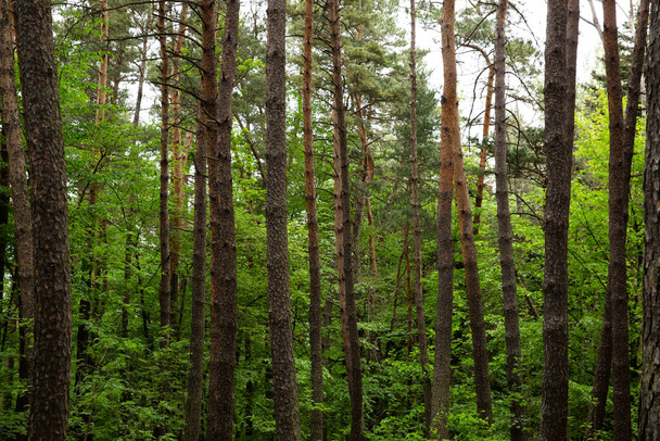 forest in the mountains - Fotoğraf, Görsel