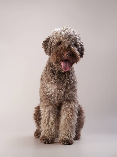 lagotto romagnolo on a beige background. Portrait of a funny pet indoors - Foto, immagini