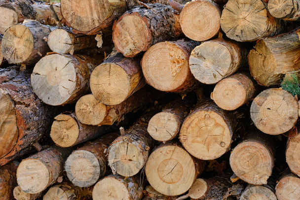 Fundo, pinheiros serrados, colheita de madeira - Foto, Imagem
