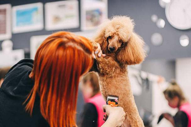 Poodle haircut. The master performs work in the grooming salon. - Fotografie, Obrázek