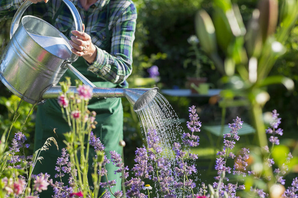female gardener watering can water green plant - Foto, afbeelding
