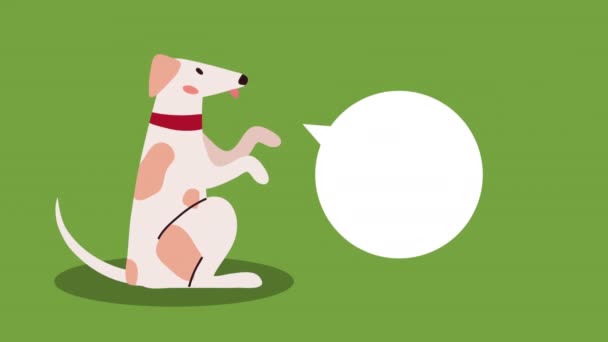 cute domestic dog pet animation - Felvétel, videó