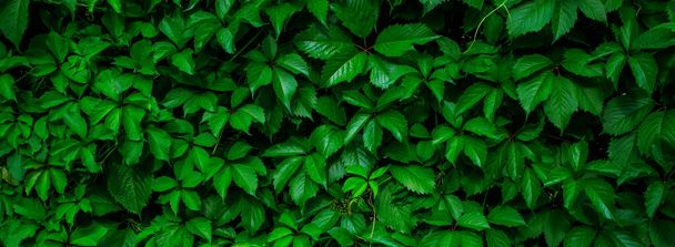 Green leaf background. Green banner from plant leaves. - Φωτογραφία, εικόνα