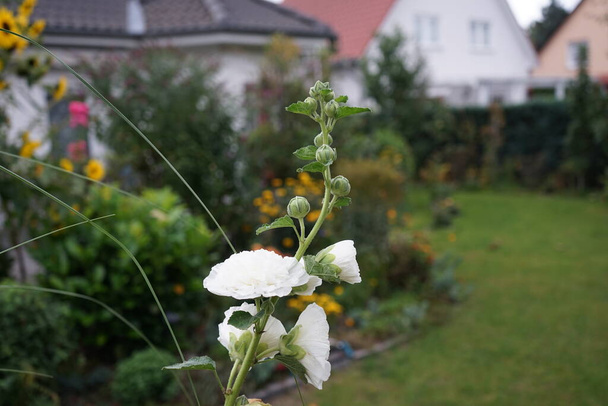 Fehér dupla Alcea rózsa virágzik a kertben. Az Alcea rosea, a közönséges hollyhock, a Malvaceae család dísznövénye. Berlin, Németország   - Fotó, kép