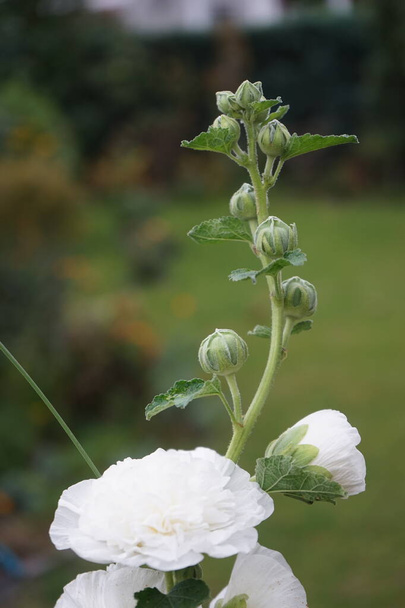 Fehér dupla Alcea rózsa virágzik a kertben. Az Alcea rosea, a közönséges hollyhock, a Malvaceae család dísznövénye. Berlin, Németország   - Fotó, kép