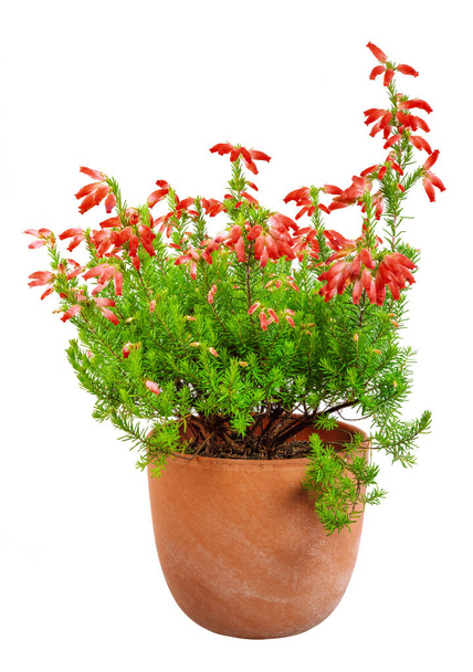 Closeup of an solated potted red erica (erica winter fire) plant - Photo, Image