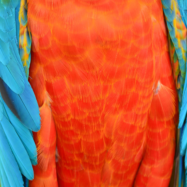 Harlequin Macaw feathers - Photo, Image
