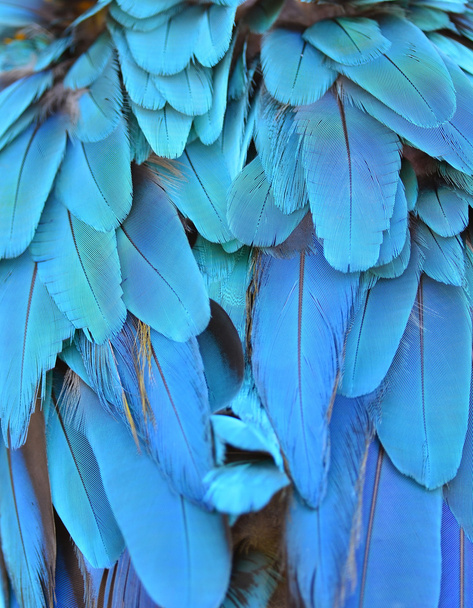 Plumas coloridas
 - Foto, Imagen