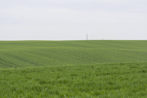 Green field in the spring season, sowing agricultural crops - Foto, Bild