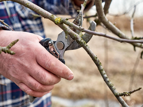 Garden care. Pruning of fruit trees. The profession of a gardener. - Foto, immagini
