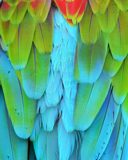 Scarlet Macaw feathers - Photo, Image