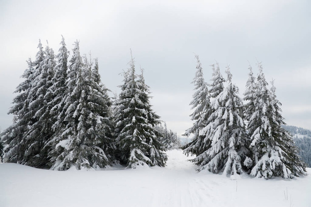 Carpathian mountains, Ukraine. Beautiful winter landscape. The forrest ist covered with snow. - Foto, Imagen