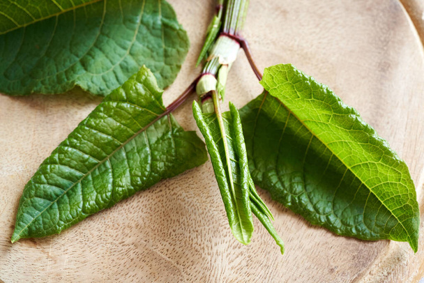 Fresh Japanese knotweed branch on a table, close up - Photo, Image